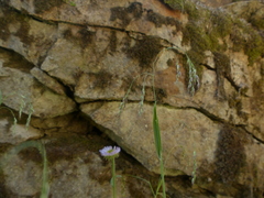 Vahlodea atropurpurea