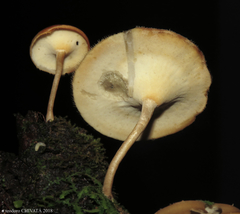 Lentinus flexipes