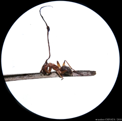 Ophiocordyceps unilateralis