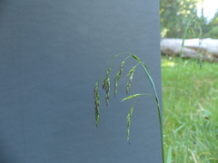 Vahlodea atropurpurea