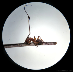 Ophiocordyceps unilateralis