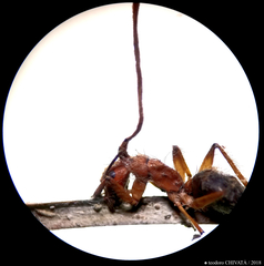 Ophiocordyceps unilateralis