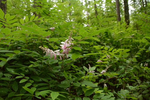Image of Indigofera decora by (c) Siddarth Machado, some rights reserved (CC BY)