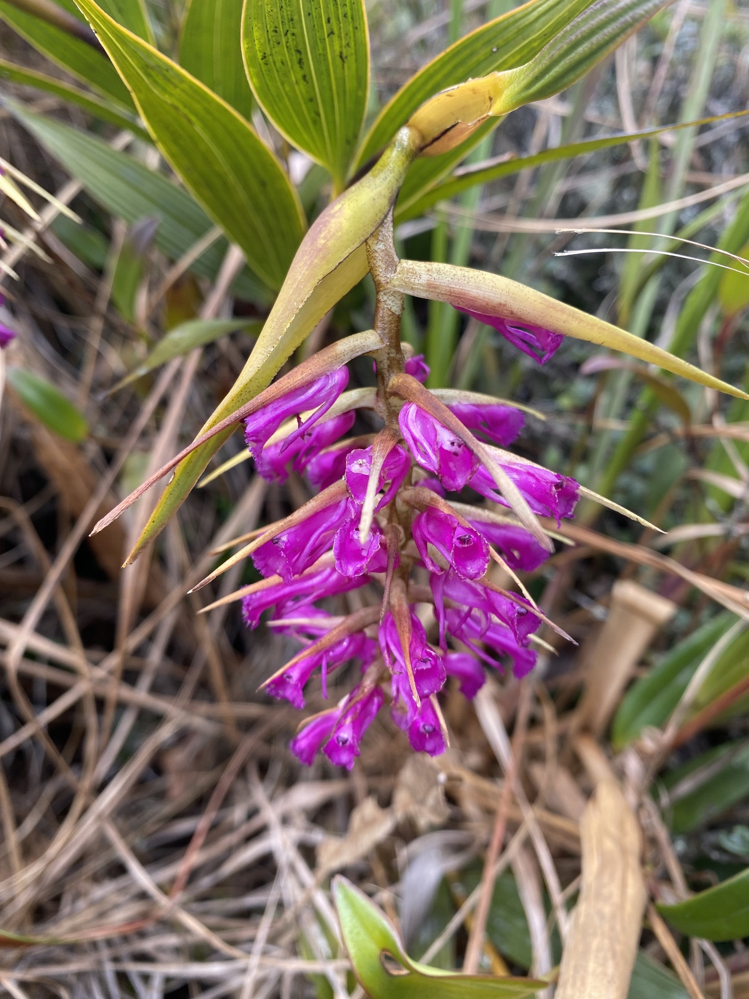 Elleanthus maculatus image