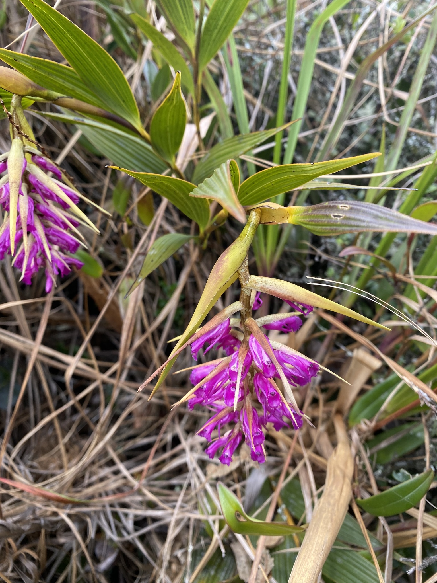 Elleanthus maculatus image