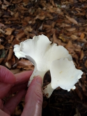Albatrellaceae