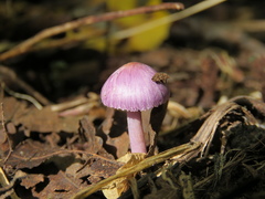 Inocybe geophylla var. lilacina image