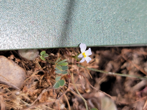 Image of Marsilea vestita by (c) Colin J Pryor, some rights reserved (CC BY)
