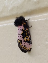 Xanthopastis regnatrix