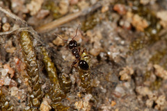 Notoncus ectatommoides