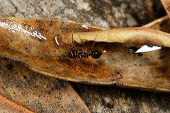 Notoncus ectatommoides