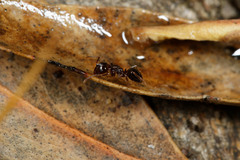 Notoncus ectatommoides