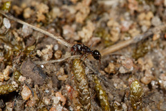 Notoncus ectatommoides