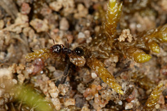 Notoncus ectatommoides