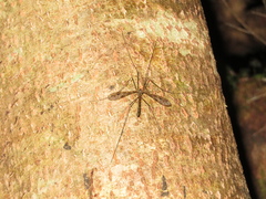 Austrolimnophila argus