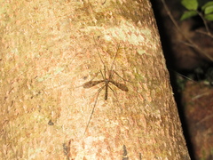 Austrolimnophila argus