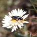 Autolyca sphaerocephala - Photo (c) Manuel Roncal, some rights reserved (CC BY-NC), uploaded by Manuel Roncal