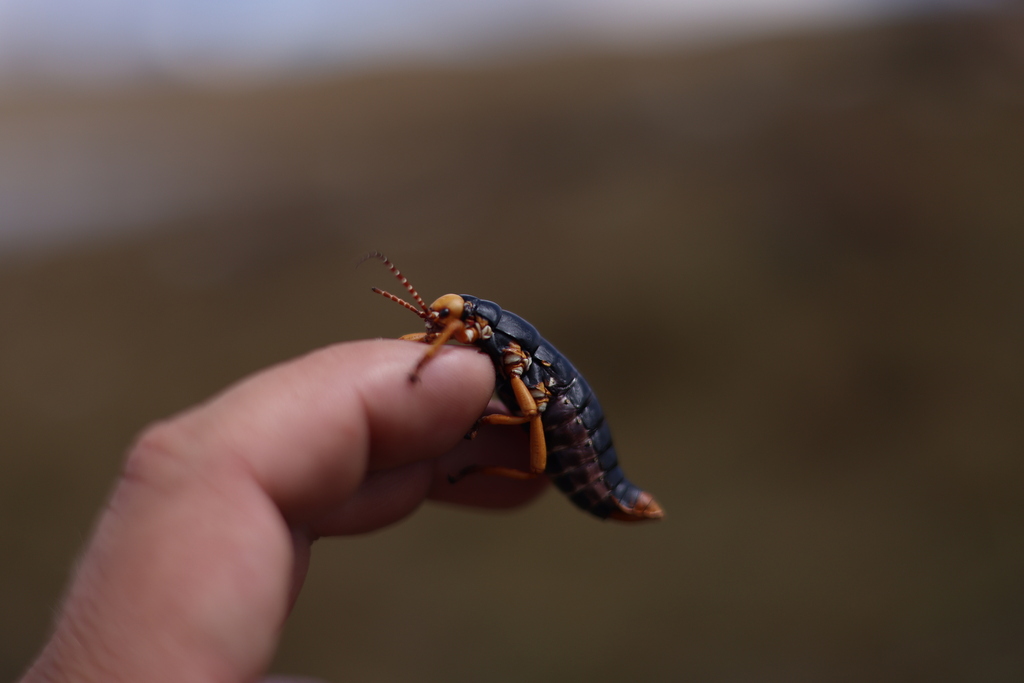 Autolyca sphaerocephala