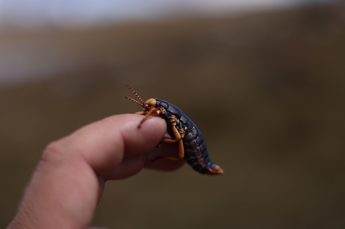 Autolyca sphaerocephala