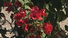Bougainvillea