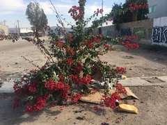 Bougainvillea
