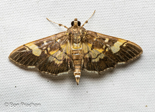 Uresiphita quinquigera Moore, 1888