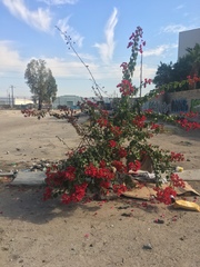 Bougainvillea