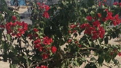 Bougainvillea