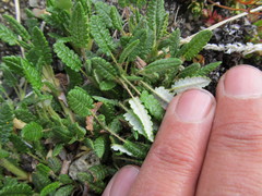 Dryas ajanensis