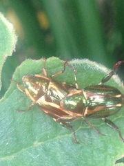 Pelidnota liturella