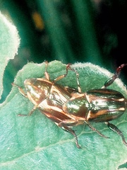 Pelidnota liturella