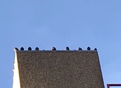 Columba livia domestica