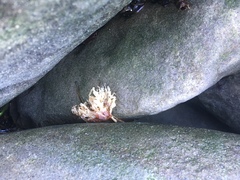 Chondrus crispus
