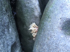Chondrus crispus