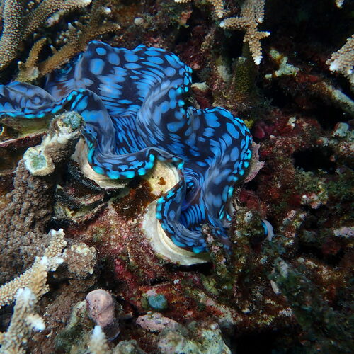 Photo of Fluted giant clam (Tridacna squamosa)