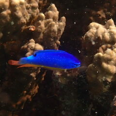 Fiji Damselfish photo 4