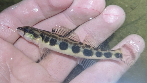 Stripeback darter (Percina notogramma) — Percidae — 2