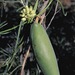 Leichhardtia australis - Photo (c) johneichler,  זכויות יוצרים חלקיות (CC BY-NC), הועלה על ידי johneichler