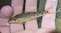 Longfin Darter photo 5