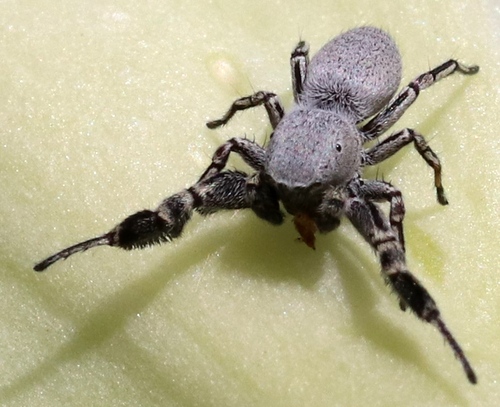 Poultonella alboimmaculata