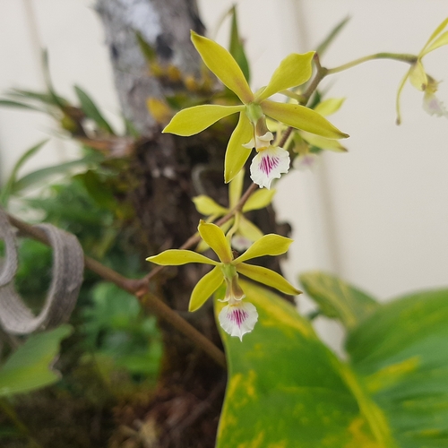 Encyclia ceratistes, photograph 4