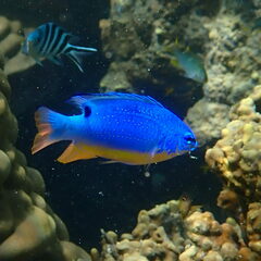 Fiji Damselfish photo 1