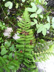 Notholaena galeottii