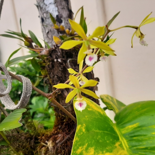 Encyclia ceratistes, photograph 5
