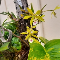 Encyclia ceratistes, photograph (c) Arthur de Jesús Chavarría Pérez, some rights reserved (CC BY)
