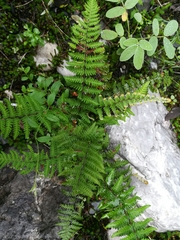 Notholaena galeottii