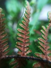 Notholaena galeottii