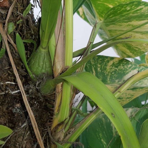 Encyclia ceratistes, photograph 6