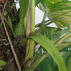 Encyclia ceratistes, photograph (c) Arthur de Jesús Chavarría Pérez, some rights reserved (CC BY)