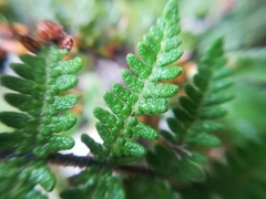 Notholaena galeottii